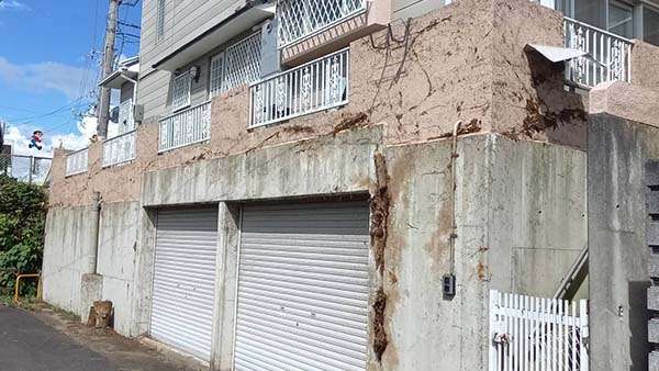 ツタ除去