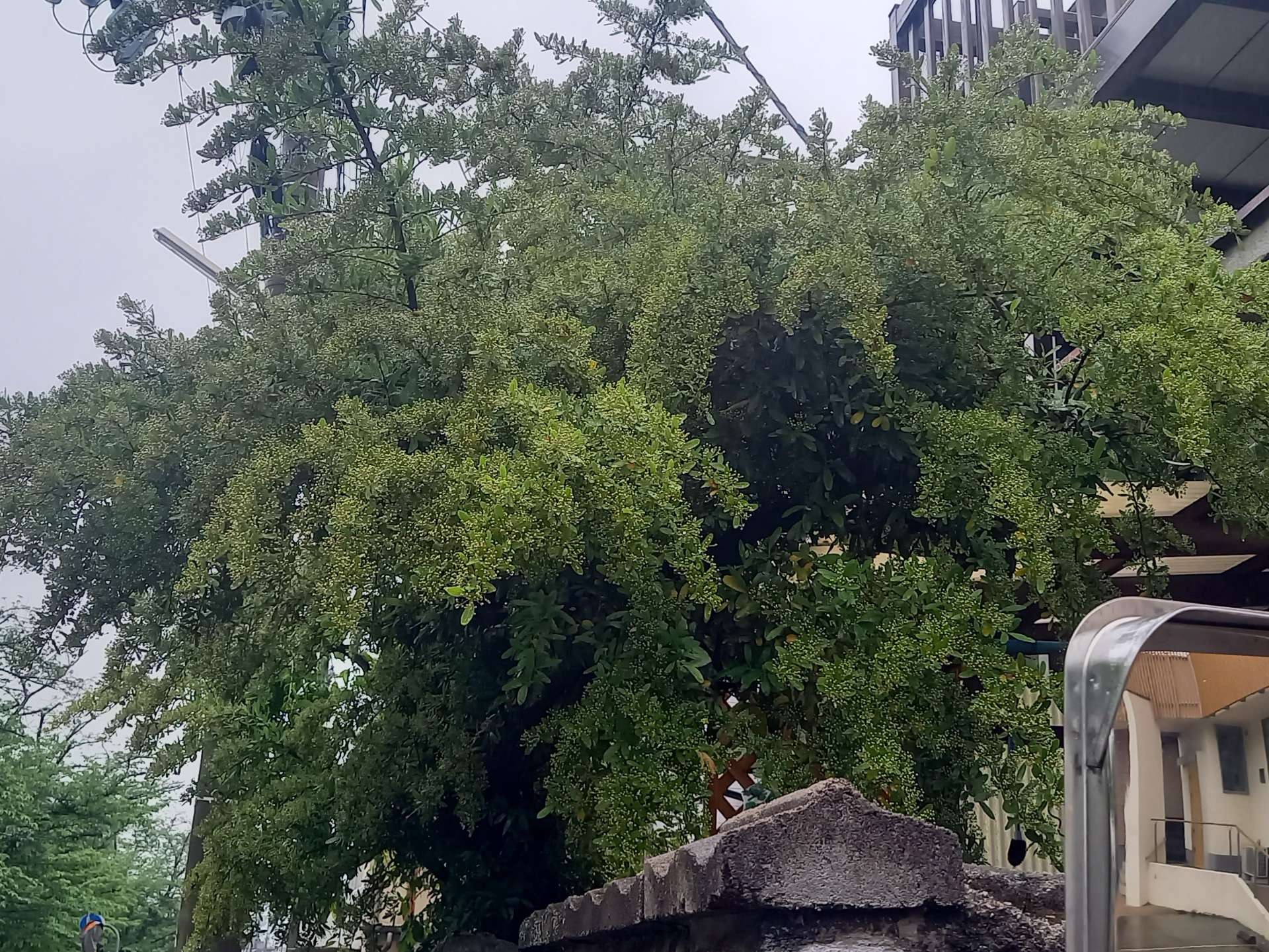 京都市伏見区N様邸のピラカンサの剪定をしました!植木屋 京都 みなみ園
