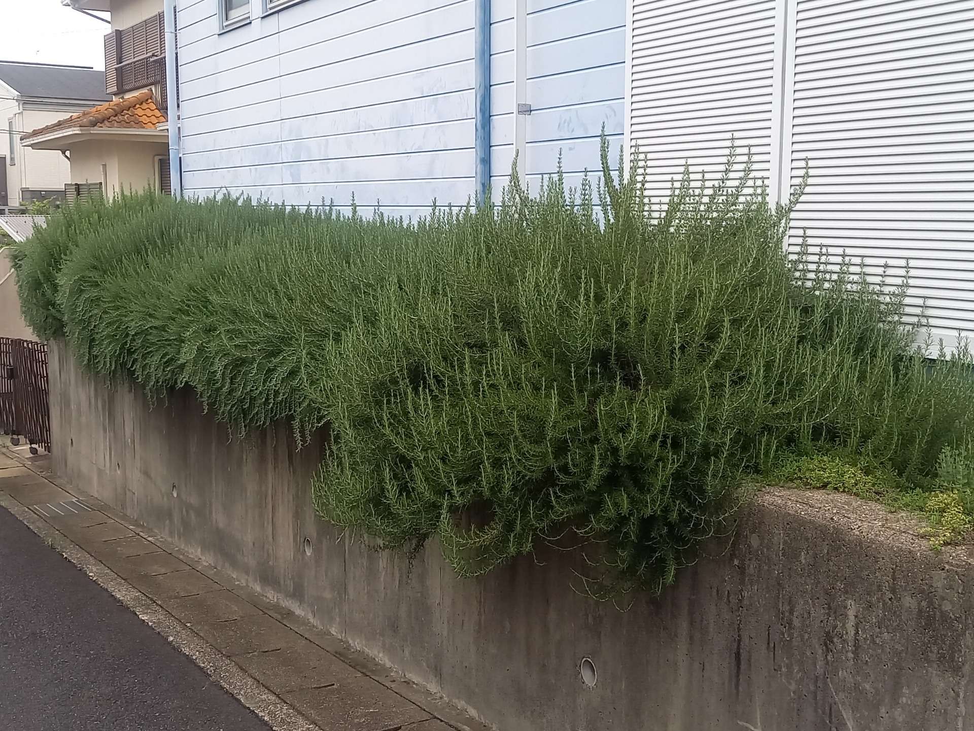 宇治市F様邸の刈込剪定をしました!植木屋 京都 みなみ園